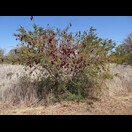 Der Baum